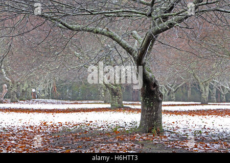 Rare le nevicate in Kinglake fuori da Melbourne, Australia. Foto Stock