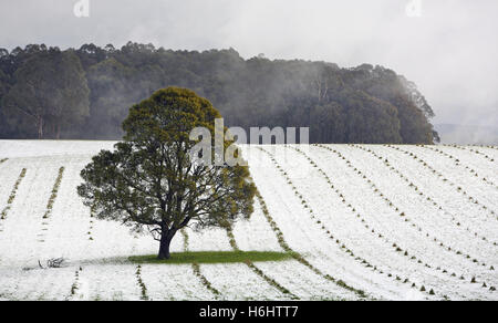 Rare le nevicate in Kinglake fuori da Melbourne, Australia. Foto Stock