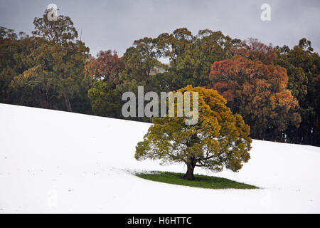 Rare le nevicate in Kinglake fuori da Melbourne, Australia. Foto Stock