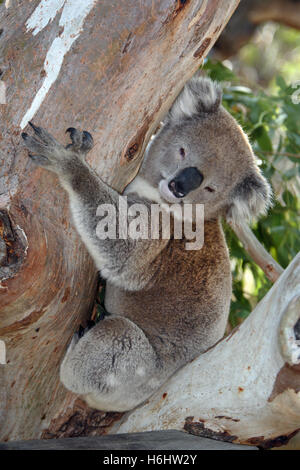 Il Koala in una gumtree. Grande Otway National Park, Victoria, Australia. Foto Stock