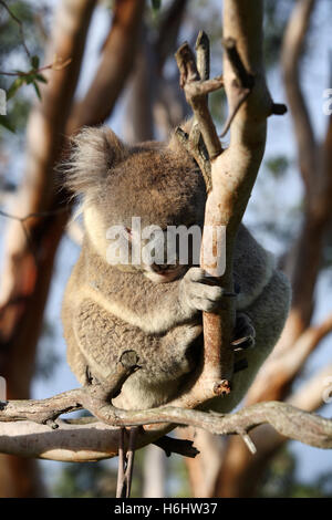 Il Koala in una gumtree. Grande Otway National Park, Victoria, Australia. Foto Stock