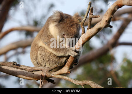 Il Koala in una gumtree. Grande Otway National Park, Victoria, Australia. Foto Stock