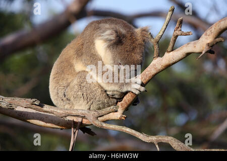 Il Koala in una gumtree. Grande Otway National Park, Victoria, Australia. Foto Stock