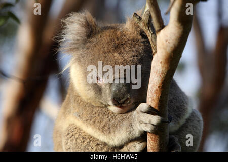 Il Koala in una gumtree. Grande Otway National Park, Victoria, Australia. Foto Stock