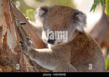 Il Koala in una gumtree. Grande Otway National Park, Victoria, Australia. Foto Stock