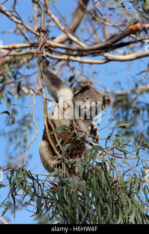 Il Koala in una gumtree. Grande Otway National Park, Victoria, Australia. Foto Stock