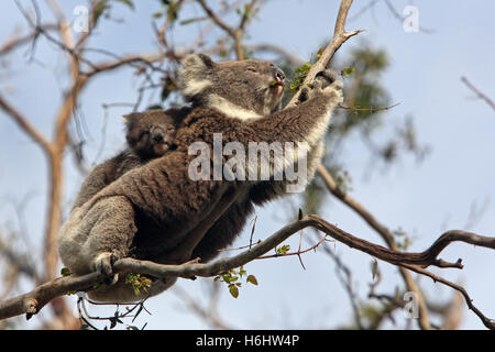 Koala con Joey (bambino) in un gumtree. Grande Otway National Park, Victoria, Australia. Foto Stock