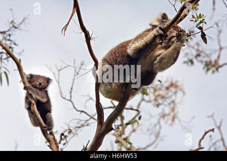 Koala con Joey (bambino) in un gumtree. Grande Otway National Park, Victoria, Australia. Foto Stock