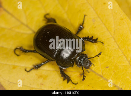 Close-up del Minotauro femmina beetle (Typhaeus typhoeus) Foto Stock