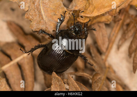 Close-up del Minotauro femmina beetle (Typhaeus typhoeus) Foto Stock