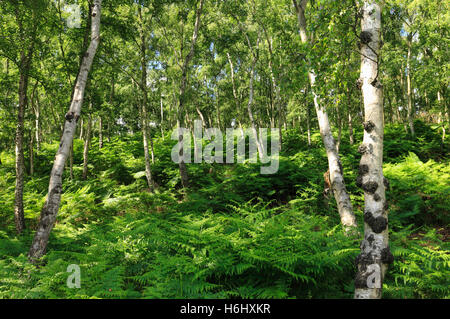 Felci e argento betulla tress in bosco. Foto Stock