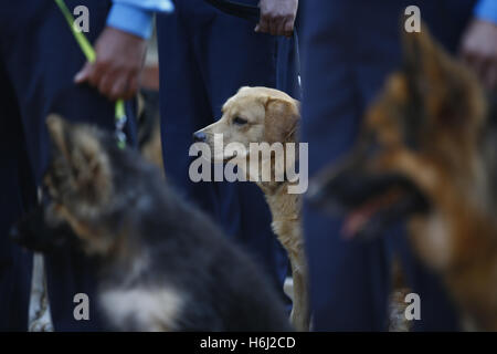 Kathmandu, Nepal. 29 ott 2016. Un Addestrato cane di polizia è raffigurato mentre la formazione come parte delle celebrazioni e onore durante il festival del cane o kukkur tihar è che si verifica durante il secondo giorno della seconda più grande di cinque giorni di festa religiosa di Tihar è o Diwali conosciuto come il festival delle luci alla centrale di polizia Dog Training School di Kathmandu in Nepal il Sabato, Ottobre 29, 2016. Credito: ZUMA Press, Inc./Alamy Live News Foto Stock