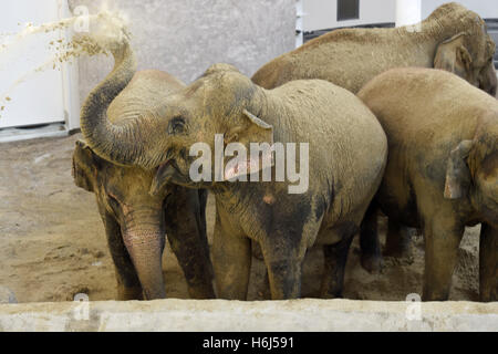 Monaco di Baviera, Germania. 28 ott 2016. Un elefante getta sabbia del suo dorso in apertura della nuova casa di elefante al Tierpark Hellabrunn zoo di Monaco di Baviera, Germania, il 28 ottobre 2016. Parti del soffitto nella casa, costruita nel 1914 in stile neo-stile bizantino è caduta sei anni fa, rendendo necessaria la costruzione di nuove. Foto: FELIX HOERHAGER/dpa/Alamy Live News Foto Stock