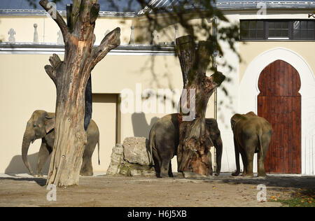 Monaco di Baviera, Germania. 28 ott 2016. Gli elefanti può essere visto nel sole di fronte all'edificio ristrutturato in apertura della casa di elefante al Tierpark Hellabrunn zoo di Monaco di Baviera, Germania, il 28 ottobre 2016. Foto: FELIX HOERHAGER/dpa/Alamy Live News Foto Stock