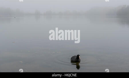 Londra, Regno Unito. Il 30 ottobre 2016. La mattina quando gli orologi torna indietro, nebbia arriva a Rickmansworth Aquadrome nel nord ovest di Londra. Credito: Stephen Chung / Alamy Live News Foto Stock