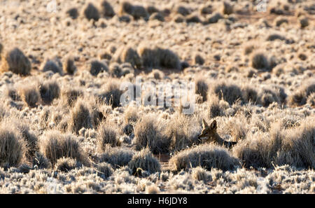 Black Backed jackal nel deserto del Namib vicino al Sossusvlei, Namibia Foto Stock