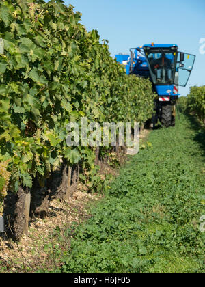 La raccolta in Charente. New Holland Braud macchina si muove in avanti nella parte anteriore della fotocamera e i raccolti di una fila di vitigni. Foto Stock