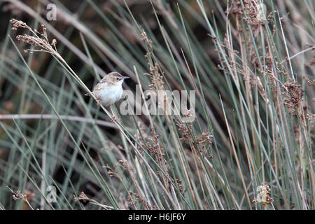 Zitting Cisticola (Cisticola juncidis) arroccato su un reed, Marocco. Foto Stock