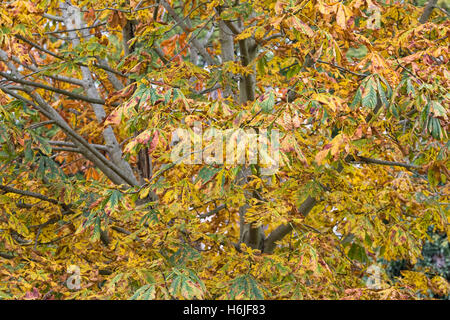 Aesculus hippocastanum. Ippocastano Albero in autunno. Foto Stock