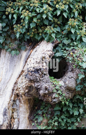 Ivy crescente attorno ad un cavallo morto castagno. Foto Stock