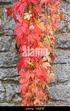 Parthenocissus quinquefolia. Virginia superriduttore che cresce su un muro di pietra. Foto Stock