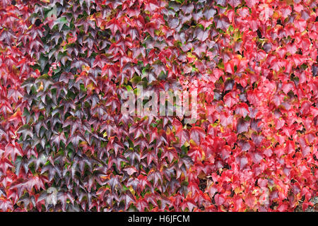 Parthenocissus tricuspidata. Boston Ivy le foglie in autunno. Foto Stock