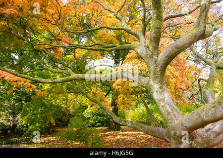 A Westonbirt, National Arboretum, si trova vicino a Tetbury, Gloucestershire e gestito dalla Commissione forestale. Foto Stock