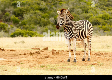 La Burchell Zebra in piedi vicino alla diga, aspettando il suo turno per bere un po' d'acqua. Foto Stock