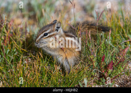 Almeno Scoiattolo striado (Tamias minimus) mangiare semi, Mount Evans Wilderness Area, montagne rocciose, Colorado, STATI UNITI D'AMERICA Foto Stock