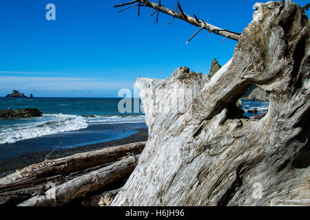 Close up della deriva del legno. Rialto Beach La spingere Washington USA il parco nazionale di Olympic Foto Stock