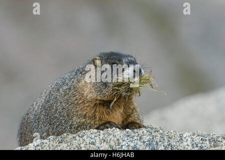 Marmotta di ventre giallo (Marmota flaviventris) che trasportano il materiale di nidificazione, Mt Evans, area selvaggia, montagne rocciose, W USA Foto Stock