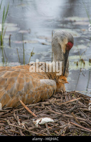 Sandhill gru con appena schiuse pulcino su NEST (Grus canadensis), molla, Nord America orientale Foto Stock