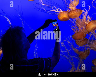 Donna che mantiene Apple iPhone 5s la registrazione dello smartphone immagine di Medusa di Monterey Bay Aquarium Monterey California USA Foto Stock