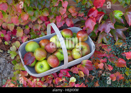 Bramley mele in giardino con trug Virginia superriduttore Parthenocissus quinquefolia e attrezzi da giardino in autunno Foto Stock