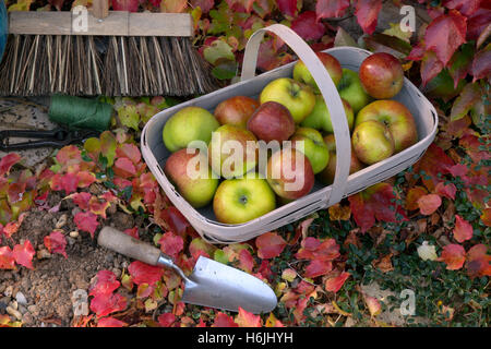 Bramley mele in giardino con trug Virginia superriduttore Parthenocissus quinquefolia e attrezzi da giardino in autunno Foto Stock