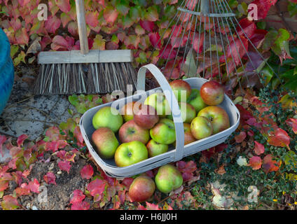 Bramley mele in giardino con trug Virginia superriduttore Parthenocissus quinquefolia e giardino scopa in autunno Foto Stock