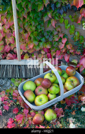 Bramley mele in giardino con trug Virginia superriduttore Parthenocissus quinquefolia e giardino scopa in autunno Foto Stock