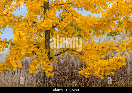 Colore autunnale dell'albero del ginkgo biloba Foto Stock
