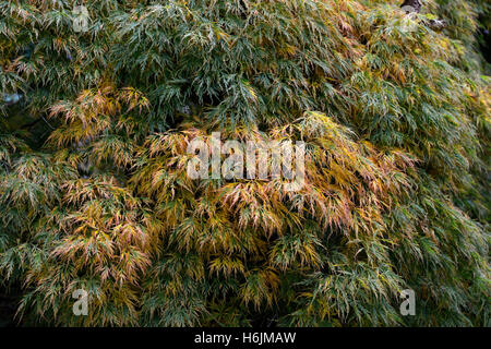 Acer palmatum var dissectum foglie verdi fronde ruotare la modifica cambiando colore colore autumn fall tree alberi floreali RM Foto Stock
