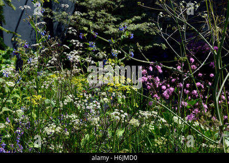 Anthriscus sylvestris lychnis flos cuculi lascia lascia bianco fiori rosa mucca prezzemolo fiore perenne fioritura parsleys floreale RM Foto Stock