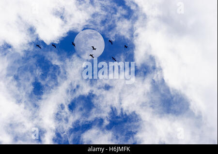 Nuvole luna gli uccelli si stagliano due uccelli che vola da una brillante luna piena con wispy nubi in un profondo cielo blu. Foto Stock