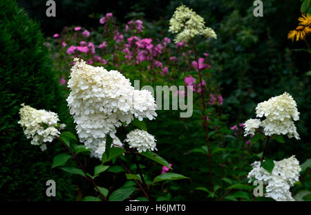 Hydrangea paniculata vanille fraise renhy panicle bianco fiori fioritura flowerhead floreale RM Foto Stock