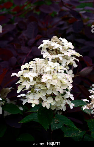 Hydrangea paniculata wim red fiore fiori fioritura pannocchie panicle cotinus coggygyria il contrasto dello sfondo floreale RM Foto Stock