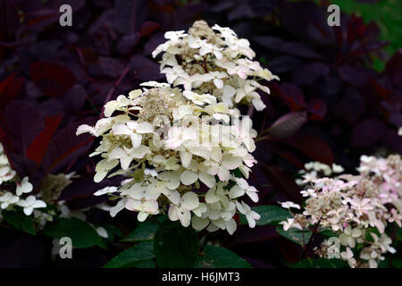 Hydrangea paniculata wim red fiore fiori fioritura pannocchie panicle cotinus coggygyria il contrasto dello sfondo floreale RM Foto Stock