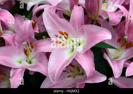 Il Lilium tabledance gigli Giglio Fiore rosa fiori profumati di profumo fragrante ibridi Oriental-Trumpet Orienpet OT RM Floral Foto Stock