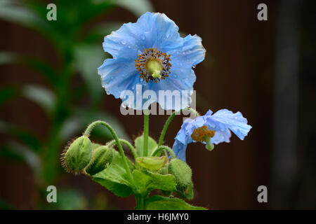 Meconopsis betonicifolia blue papavero papaveri himalayana fiore fiori RM ombra floreali ombroso giardino ombreggiato RM Floral Foto Stock