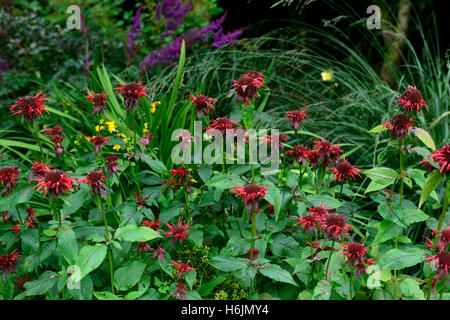 Monarda didyma adam Bee Balm bergamotto rosso scarlatto fiore fiori perenni fiorite perenni RM Floral Foto Stock
