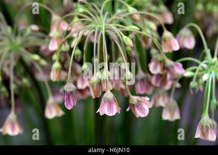 Nectaroscordum siculum Allium nectaracsardium miele siciliano aglio giglio fiore fiori fioritura di primavera floreale RM Foto Stock