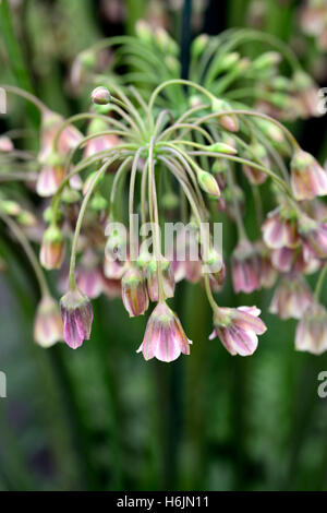 Nectaroscordum siculum Allium nectaracsardium miele siciliano aglio giglio fiore fiori fioritura di primavera floreale RM Foto Stock