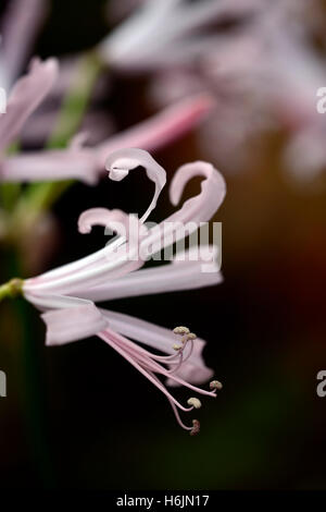 Nerine bowdenii Nikita rosa pallido nerines closeup impianto lampadine ritratti autunno autunnale di petali di fiori floreali RM Foto Stock